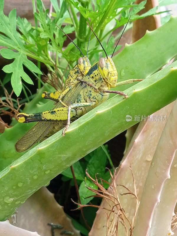 令人难以置信的伪装蚱蜢(Valanga nigricornis)交配